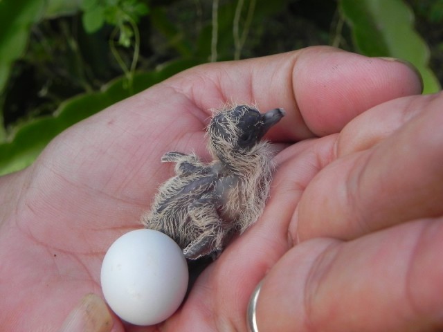 Twee vogels
