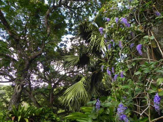 Botanical Garden