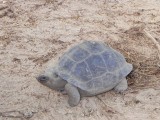 Tortoise landschildpad