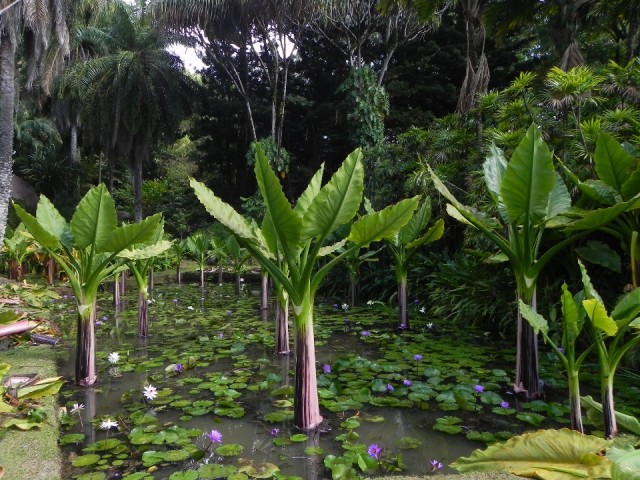 Botanical Garden