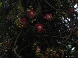 Botanical Garden