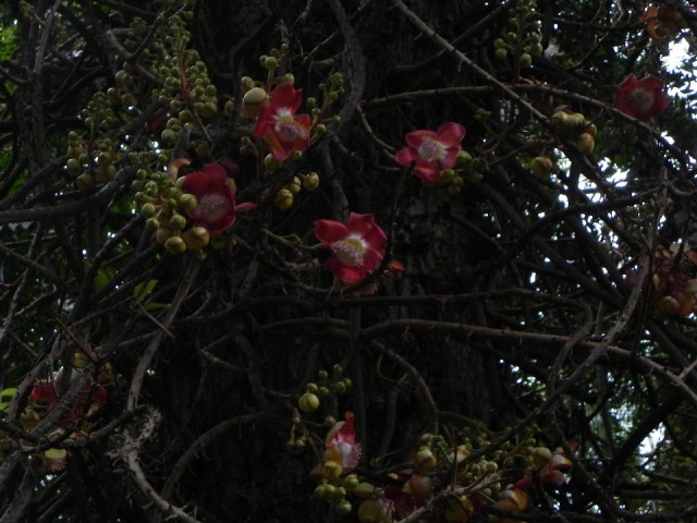 Botanical Garden