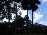 Met de Coco de Mer in de Botanical Garden
