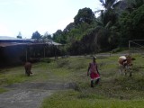 Seychelse koeienras