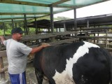 Boer op Praslin