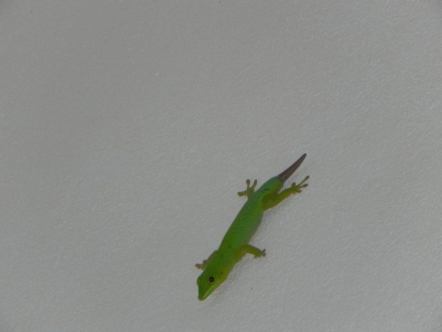 Monster van La Digue
