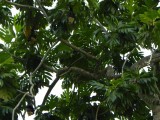 Flying foxes