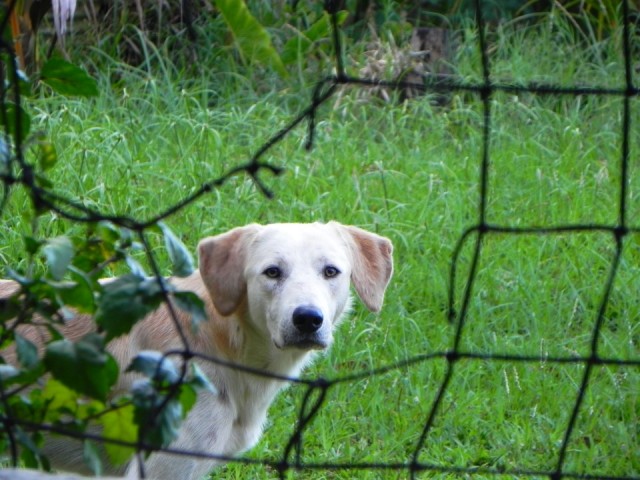 Eén van mijn waakhonden