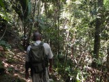 Copolia trail