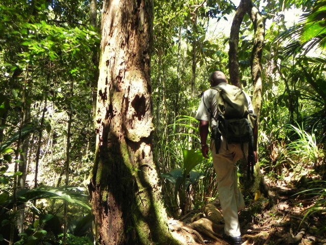 Copolia trail