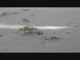 Séverè strand vol met krabbetjes