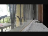 Eén van mijn vele huisdieren