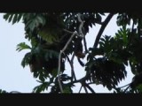 Flying foxes