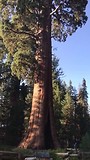 Sequoia boom