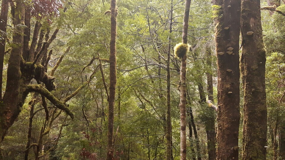 Groen, mosbolletje