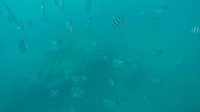 GOPR0185-0001