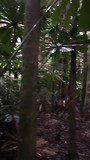Cape Tribulation - Coconut Beach - 1