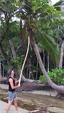 Cape Tribulation - Coconut Beach - 4