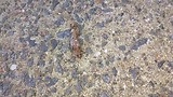 Cairns - Walking Stick