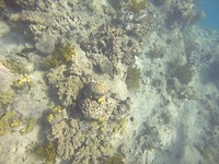 G0010247