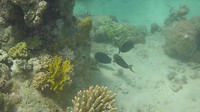 GOPR05971