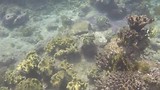 Great Barrier ... - Onderwater filmpje 1