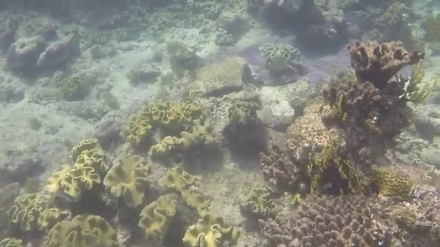 Great Barrier ... - Onderwater filmpje 1