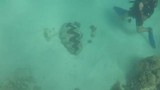 Great Barrier ... - Onderwater filmpje 3
