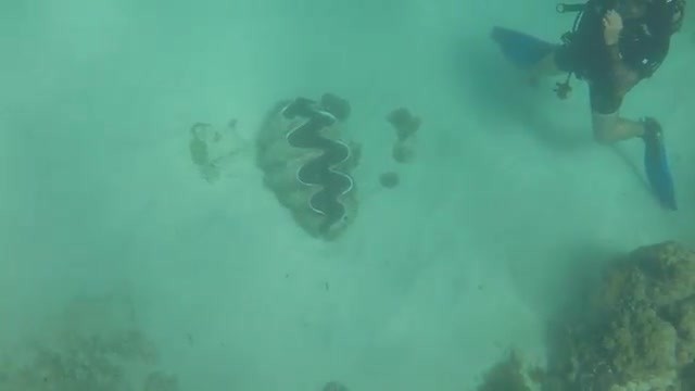 Great Barrier ... - Onderwater filmpje 3