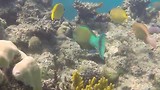 Great Barrier ... - Onderwater filmpje 2