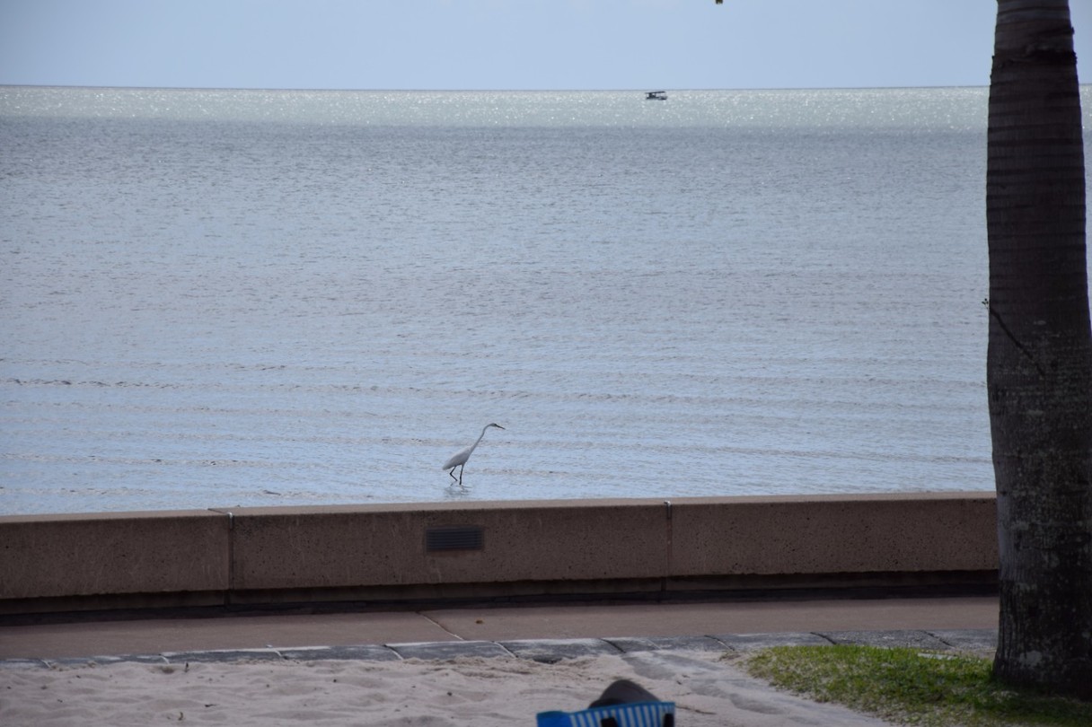 DSC_0006