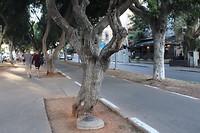 Rothshild boulevard