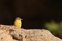 Mooi vogeltje