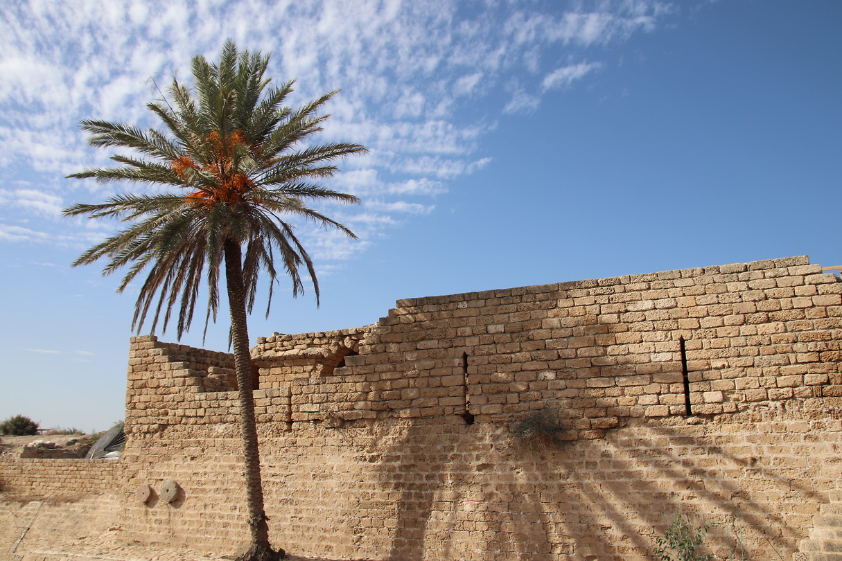 Palm