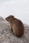 Dassie