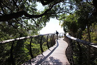 Tree top walk in Kirstenbosch botanic garden