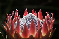 Protea oftewel suikerbos
