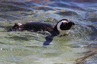 Zwemmende pinguin bij Boulders Beach