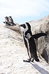 Free as a bird