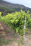 Nog één wijngaard... die van Groot Constantia