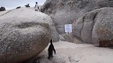 Pingu wil naar z’n vriendjes toe...