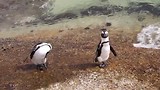 Shake your Tale Feather