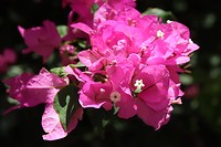 Mooie blommen