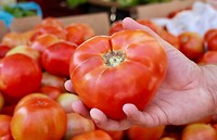 En reuzetomaten!