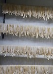 Verse pasta in restaurant Bacco