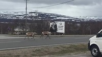 Echt Lapland