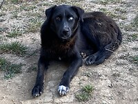Hond met twee kleuren ogen