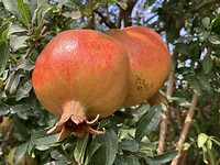 Granaatappels op camping