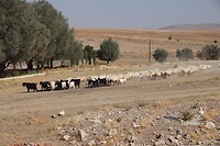 Stoffige kudde schapen