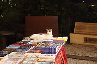 Kat past op in boekwinkel aan promenade